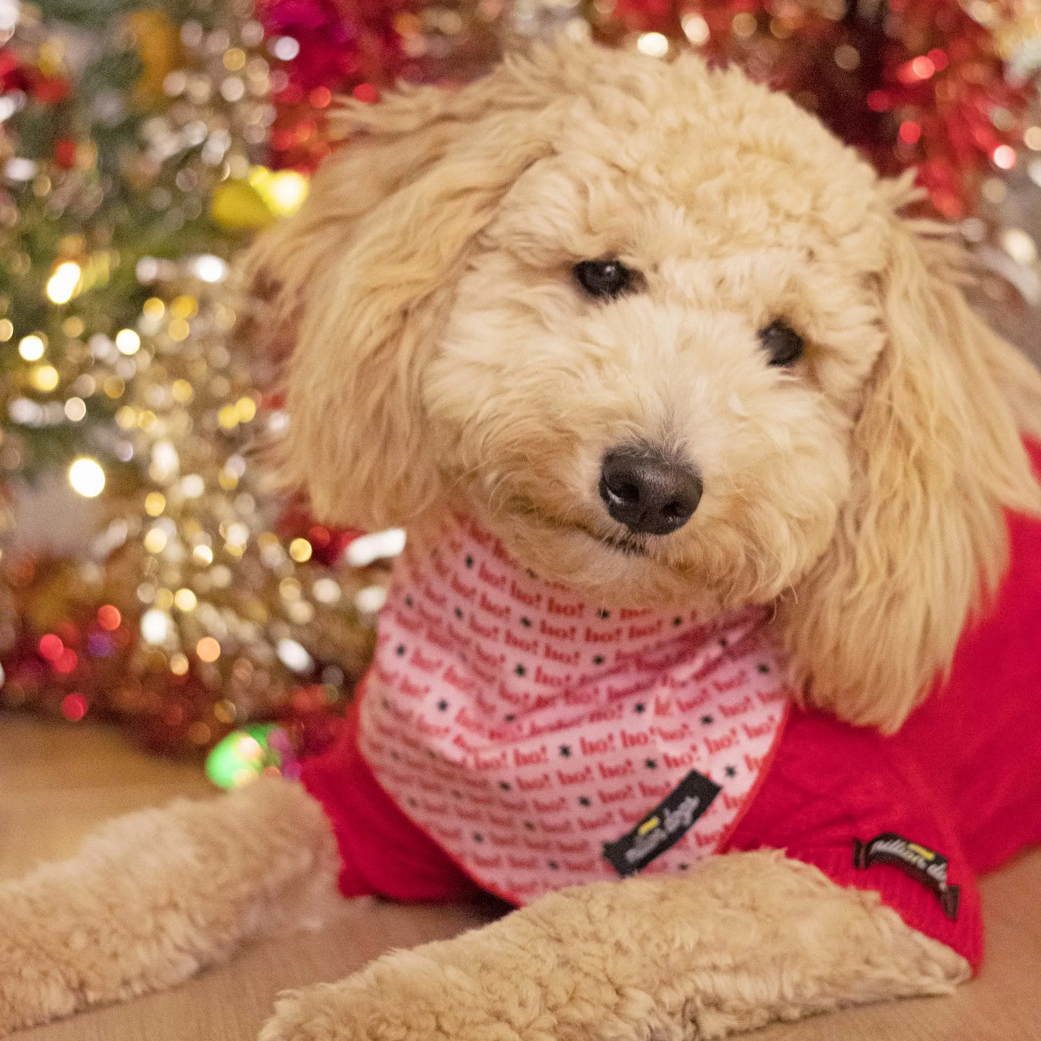 Cozy Red Cable Knit Dog Sweater